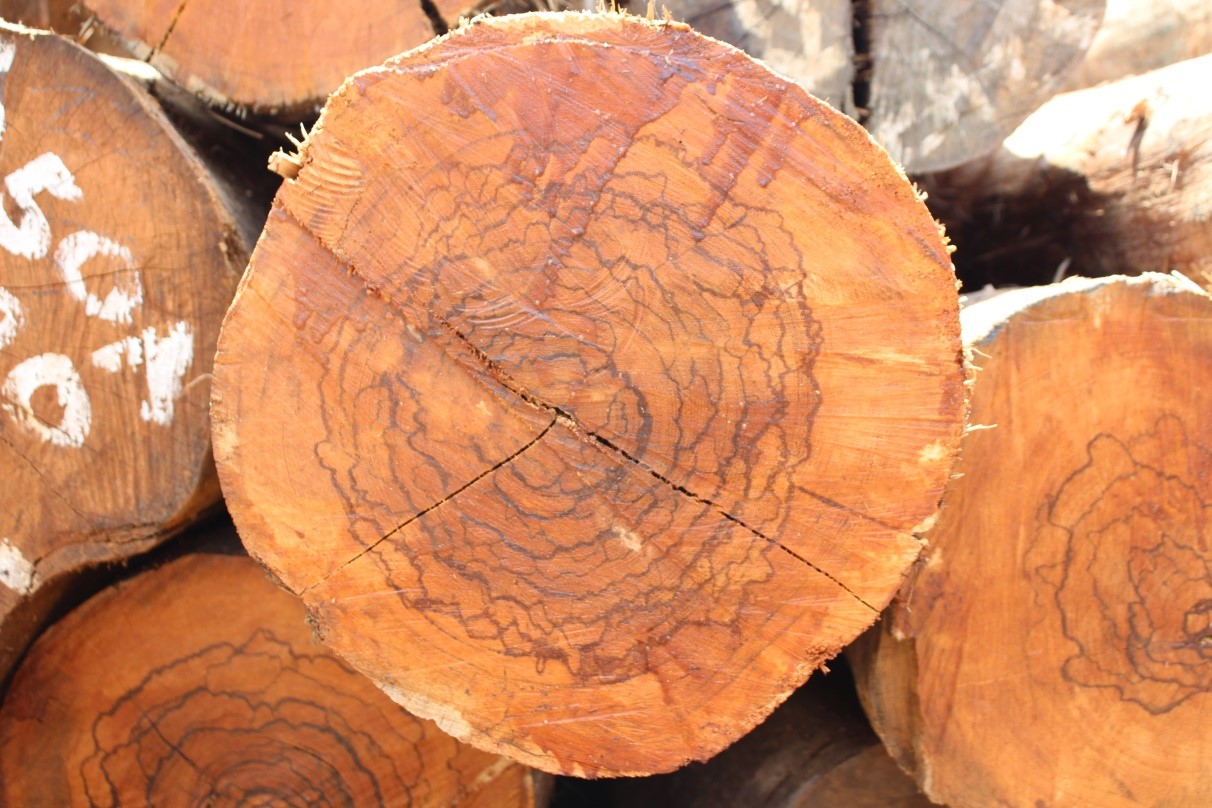 Lesser Known Timber Species